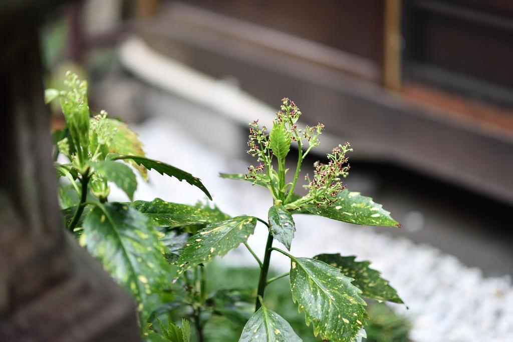 Rakusuian Hotell Kyoto Exteriör bild